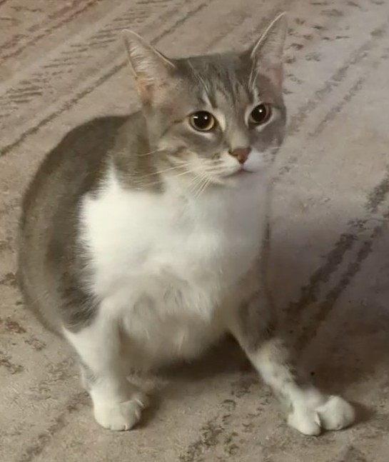 Millie Cat